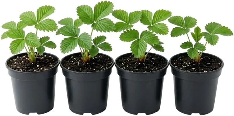 Wild Strawberry Live Plants - 4 Pack Fragaria Virginiana - Red Fruit, Winter Hardy, 3 Inch Pot, Outdoor - Image 2
