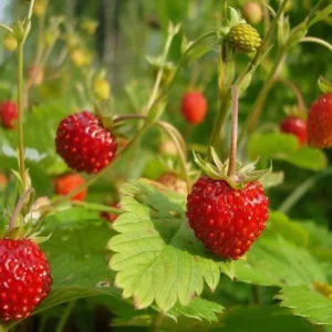 Wild Strawberry Live Plants - 4 Pack Fragaria Virginiana - Red Fruit, Winter Hardy, 3 Inch Pot, Outdoor - Image 3