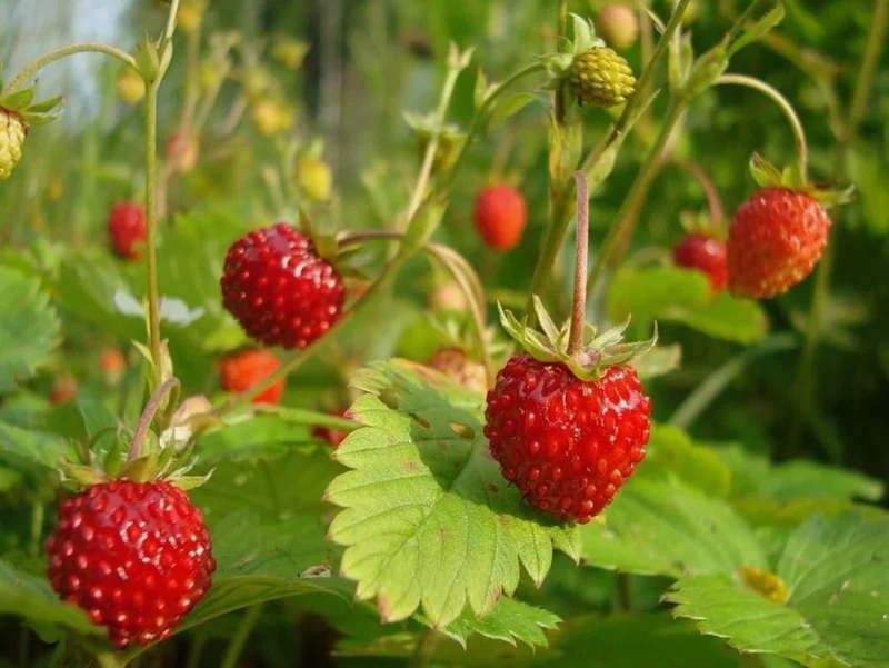 Wild Strawberry Live Plants - 4 Pack Fragaria Virginiana - Red Fruit, Winter Hardy, 3 Inch Pot, Outdoor - Image 3
