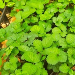 Wild Strawberry Live Plants - 4 Pack Fragaria Virginiana - Red Fruit, Winter Hardy, 3 Inch Pot, Outdoor - Image 4