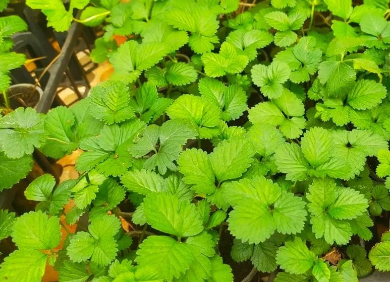 Wild Strawberry Live Plants - 4 Pack Fragaria Virginiana - Red Fruit, Winter Hardy, 3 Inch Pot, Outdoor - Image 4