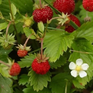 Wild Strawberry Live Plants - 4 Pack Fragaria Virginiana - Red Fruit, Winter Hardy, 3 Inch Pot, Outdoor - Image 5