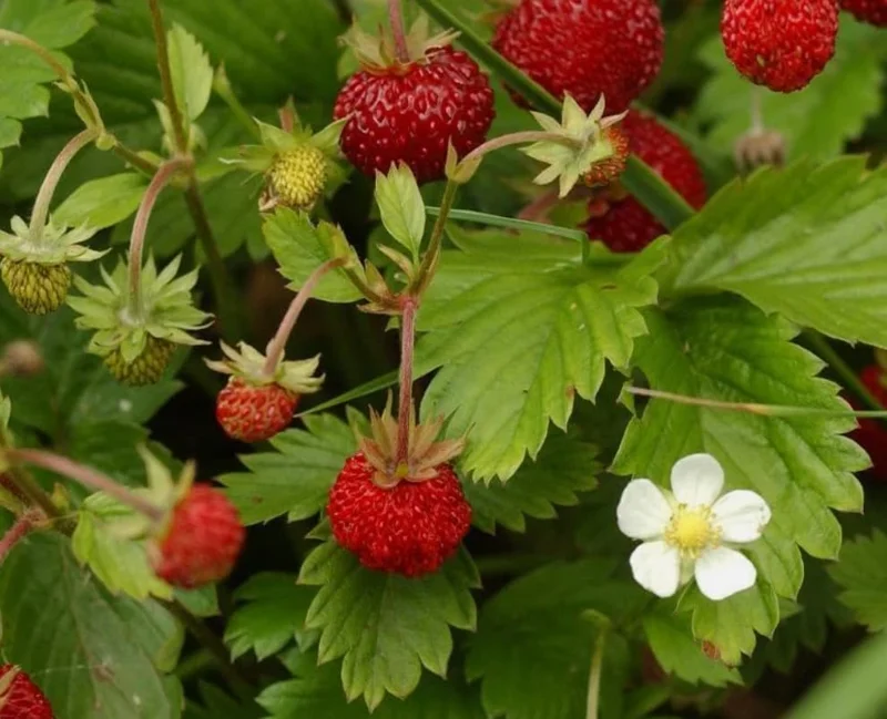 Wild Strawberry Live Plants - 4 Pack Fragaria Virginiana - Red Fruit, Winter Hardy, 3 Inch Pot, Outdoor - Image 5