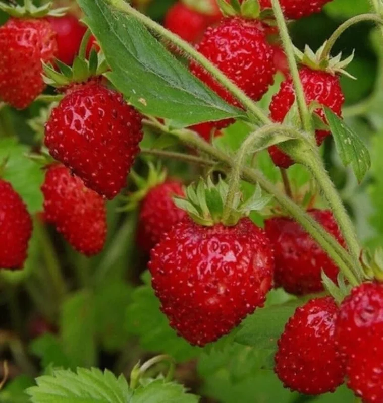 Wild Strawberry Live Plants - 4 Pack Fragaria Virginiana - Red Fruit, Winter Hardy, 3 Inch Pot, Outdoor - Image 6