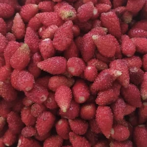 Wild Strawberry Live Plants - 4 Pack Fragaria Virginiana - Red Fruit, Winter Hardy, 3 Inch Pot, Outdoor - Image 7