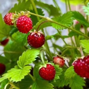 Wild Strawberry Live Plants - 4 Pack Fragaria Virginiana - Red Fruit, Winter Hardy, 3 Inch Pot, Outdoor - Image 8
