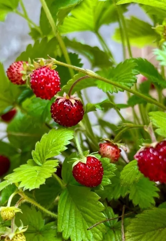 Wild Strawberry Live Plants - 4 Pack Fragaria Virginiana - Red Fruit, Winter Hardy, 3 Inch Pot, Outdoor - Image 8