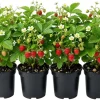 Wild Strawberry Live Plants - 4 Pack Fragaria Virginiana - Red Fruit, Winter Hardy, 3 Inch Pot, Outdoor - Image 1
