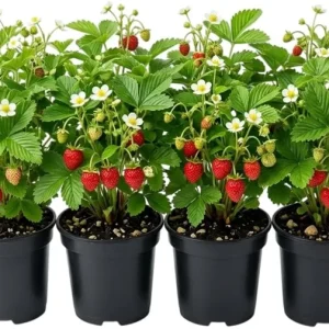 Wild Strawberry Live Plants - 4 Pack Fragaria Virginiana - Red Fruit, Winter Hardy, 3 Inch Pot, Outdoor - Image 1