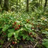 Wild Strawberry Plant - Live Fragaria Virginiana, 3 Inch Pot, Winter Hardy - Image 1