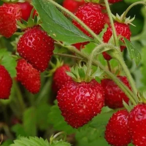 Wild Strawberry Plants Live - 3 Pack Fragaria Virginiana - 3 Inch Pot - Image 3