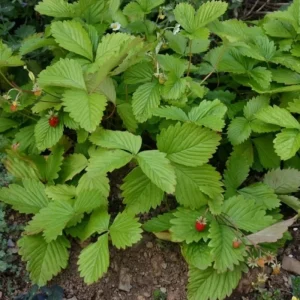 Wild Strawberry Plants Live - 3 Pack Fragaria Virginiana - 3 Inch Pot - Image 6