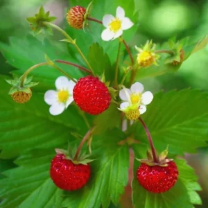 Wild Strawberry Plants Live - 3 Pack Fragaria Virginiana - 3 Inch Pot - Image 7