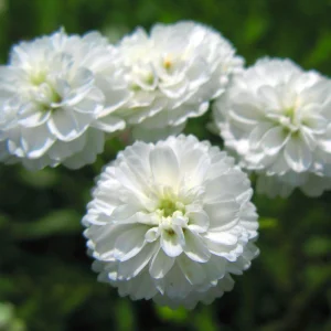 Yarrow 'Marshmallow' Live Starter Plant - Achillea, Sugar-White Flowers, Drought Tolerant, 2.5x3.5 Inch Pot - Image 2
