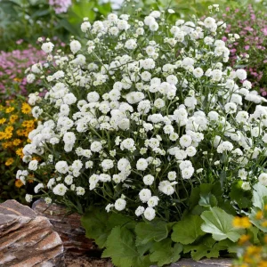 Yarrow 'Marshmallow' Live Starter Plant - Achillea, Sugar-White Flowers, Drought Tolerant, 2.5x3.5 Inch Pot - Image 3