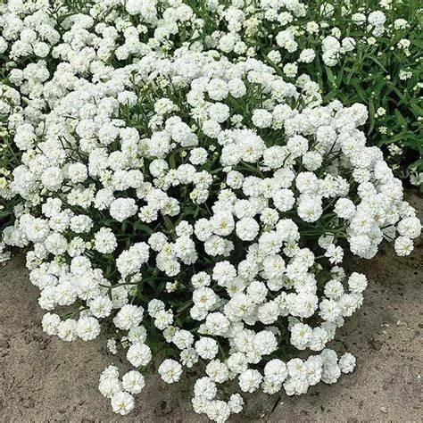 Yarrow 'Marshmallow' Live Starter Plant - Achillea, Sugar-White Flowers, Drought Tolerant, 2.5x3.5 Inch Pot - Image 1
