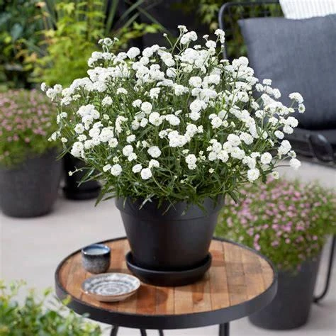 Yarrow 'Marshmallow' Live Starter Plant - Achillea, Sugar-White Flowers, Drought Tolerant, 2.5x3.5 Inch Pot - Image 4