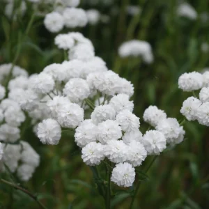 Yarrow 'Marshmallow' Live Starter Plant - Achillea, Sugar-White Flowers, Drought Tolerant, 2.5x3.5 Inch Pot - Image 5