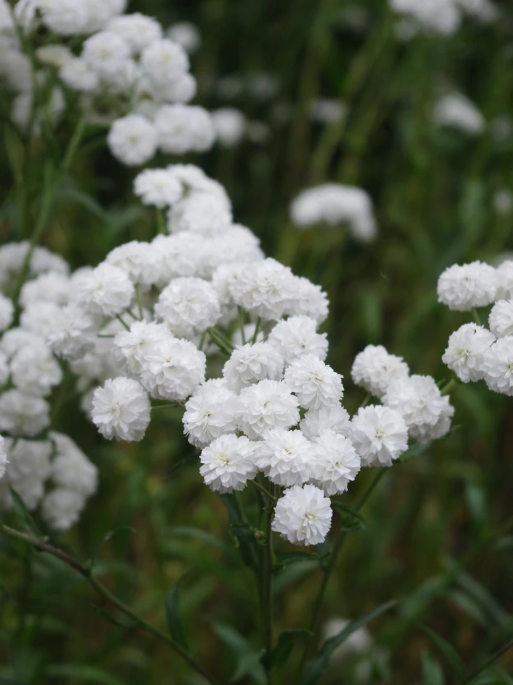 Yarrow 'Marshmallow' Live Starter Plant - Achillea, Sugar-White Flowers, Drought Tolerant, 2.5x3.5 Inch Pot - Image 5