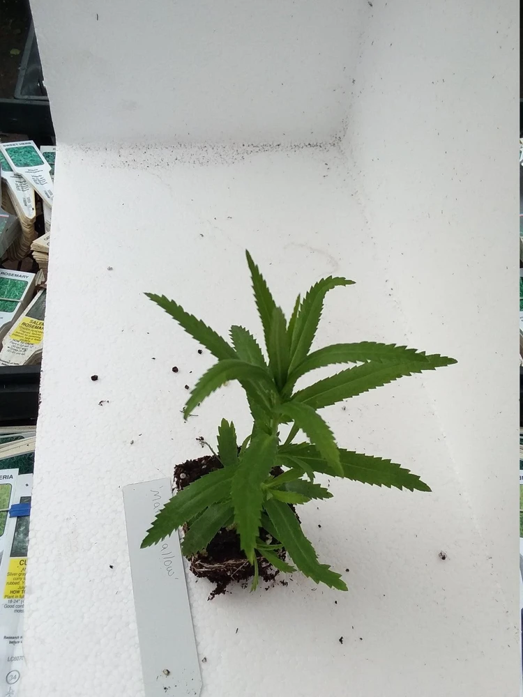 Yarrow 'Marshmallow' Live Starter Plant - Achillea, Sugar-White Flowers, Drought Tolerant, 2.5x3.5 Inch Pot - Image 6