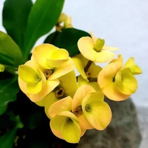 Yellow Crown of Thorns Live Plant - Euphorbia Milii - 4 Inch Pot - Indoor/Outdoor - Image 3