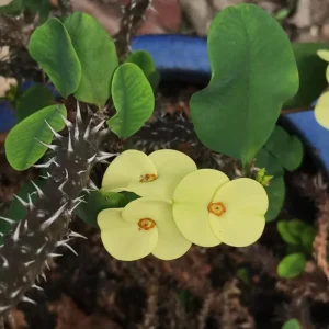 Yellow Crown of Thorns Live Plant - Euphorbia Milii - 4 Inch Pot - Indoor/Outdoor - Image 4
