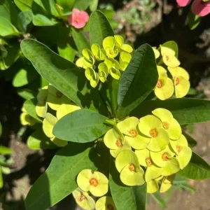 Yellow Crown of Thorns Live Plant - Euphorbia Milii - 4 Inch Pot - Indoor/Outdoor - Image 5