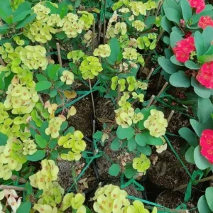 Yellow Crown of Thorns Live Plant - Euphorbia Milii Cactus 4 Inch Pot - Image 5