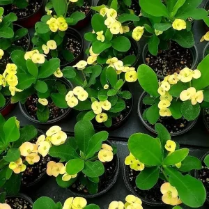 Yellow Crown of Thorns Live Plant - Euphorbia Milii Cactus 4 Inch Pot - Image 6
