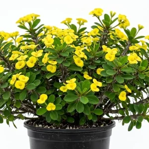 Yellow Crown of Thorns Live Plant - Euphorbia Milii - 4 Inch Pot - Indoor/Outdoor - Image 7