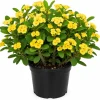 Yellow Crown of Thorns Live Plant - Euphorbia Milii - 4 Inch Pot - Indoor/Outdoor - Image 1