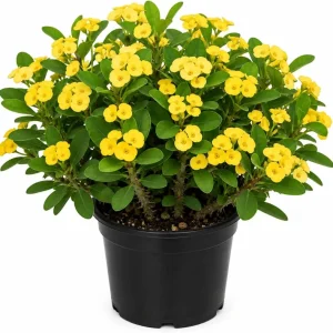Yellow Crown of Thorns Live Plant - Euphorbia Milii - 4 Inch Pot - Indoor/Outdoor - Image 1