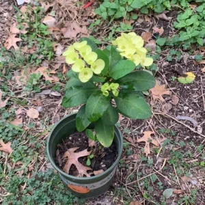 Yellow Euphorbia Crown of Thorns Live Plant – 1 Gallon Pot – Indoor/Outdoor - Image 2
