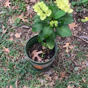 Yellow Euphorbia Crown of Thorns Live Plant – 1 Gallon Pot – Indoor/Outdoor - Image 3