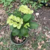 Yellow Euphorbia Crown of Thorns Live Plant – 1 Gallon Pot – Indoor/Outdoor - Image 1