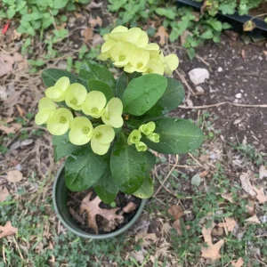 Yellow Euphorbia Crown of Thorns Live Plant – 1 Gallon Pot – Indoor/Outdoor - Image 1