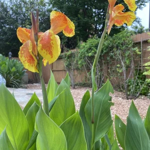 Yellow Orange Canna Lily Bulbs - Outdoor Flowering Plant - Image 2