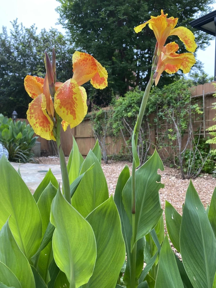 Yellow Orange Canna Lily Bulbs - Outdoor Flowering Plant - Image 2