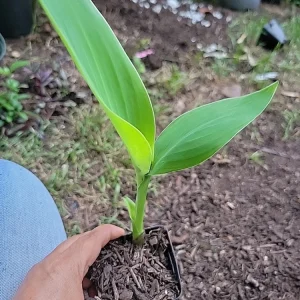 Yellow Orange Canna Lily Bulbs - Outdoor Flowering Plant - Image 4