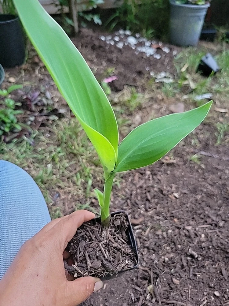 Yellow Orange Canna Lily Bulbs - Outdoor Flowering Plant - Image 4