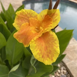 Yellow Orange Canna Lily Bulbs - Outdoor Flowering Plant - Image 1