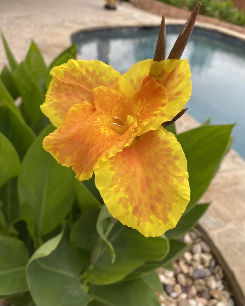 Yellow Orange Canna Lily Bulbs - Outdoor Flowering Plant - Image 1