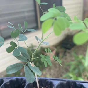 Yellow Pride of Barbados Live Plant - Caesalpinia Pulcherrima - 1 Plant - Image 2