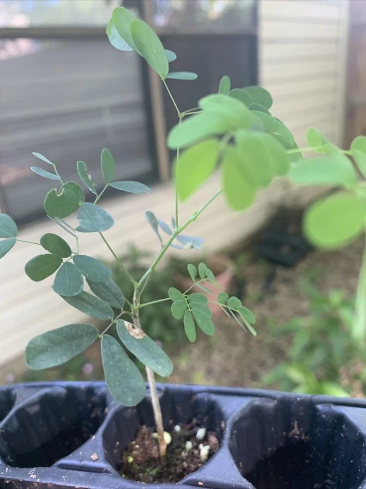 Yellow Pride of Barbados Live Plant - Caesalpinia Pulcherrima - 1 Plant - Image 2