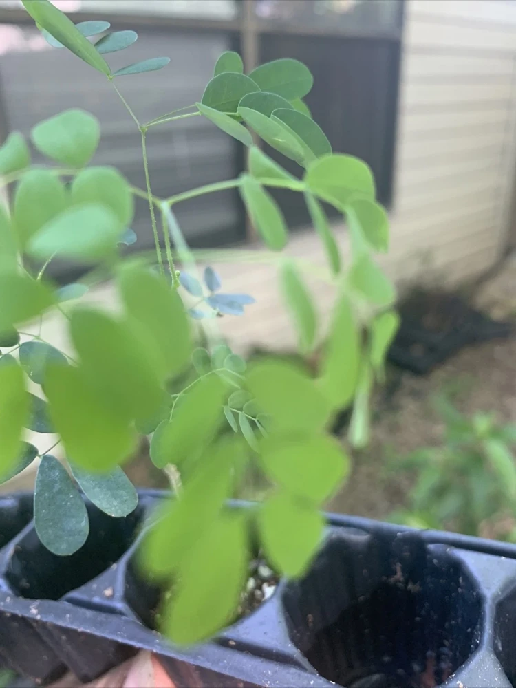 Yellow Pride of Barbados Live Plant - Caesalpinia Pulcherrima - 1 Plant - Image 4