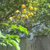 Yellow Pride of Barbados Live Plant - Caesalpinia Pulcherrima - 1 Plant - Image 1