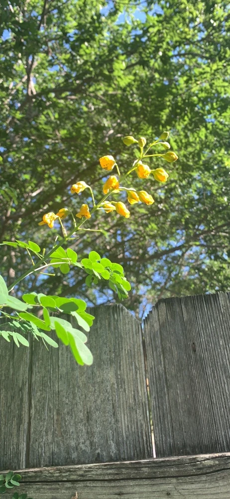 Yellow Pride of Barbados Live Plant - Caesalpinia Pulcherrima - 1 Plant - Image 1