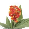 Yellow Red Canna Lily Live Plant - Indian Shot Canna Indica, 3 Inch Pot - Image 1