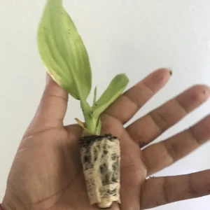 Yellow Red Canna Lily Live Plant - Indian Shot Canna Indica, 3 Inch Pot - Image 2