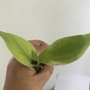 Yellow Red Canna Lily Live Plant - Indian Shot Canna Indica, 3 Inch Pot - Image 3